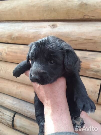 Немецкая овчарка