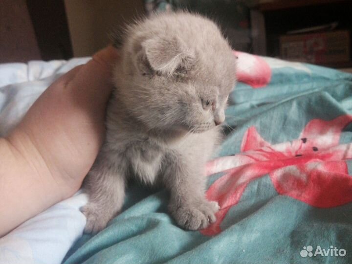 Котята в дар