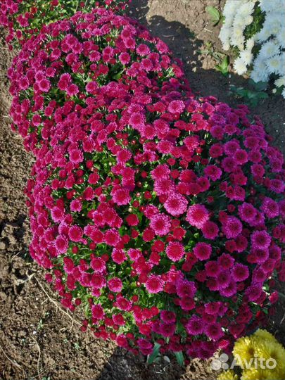 Хризантема оптом