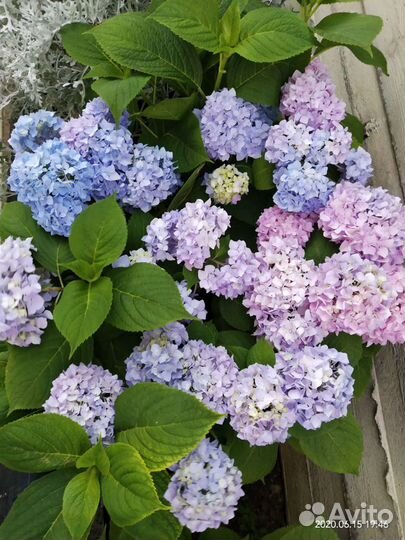 Саженцы гортензии