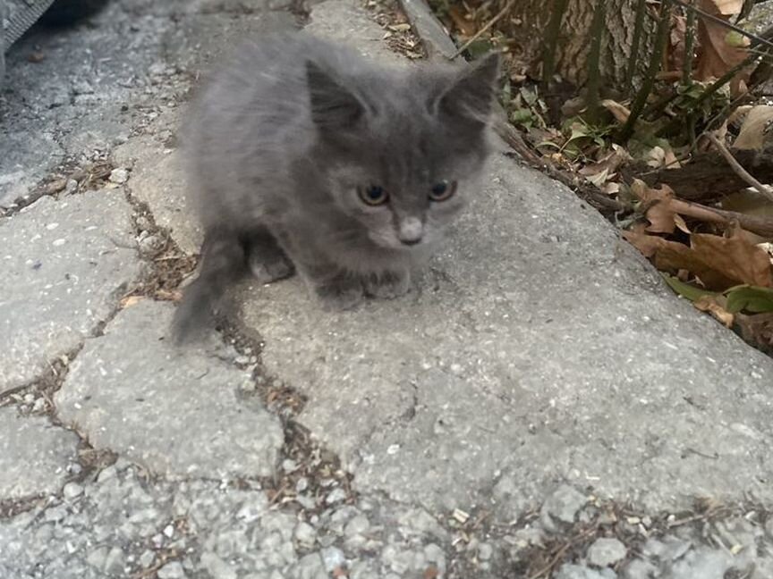 Трое котят на улице