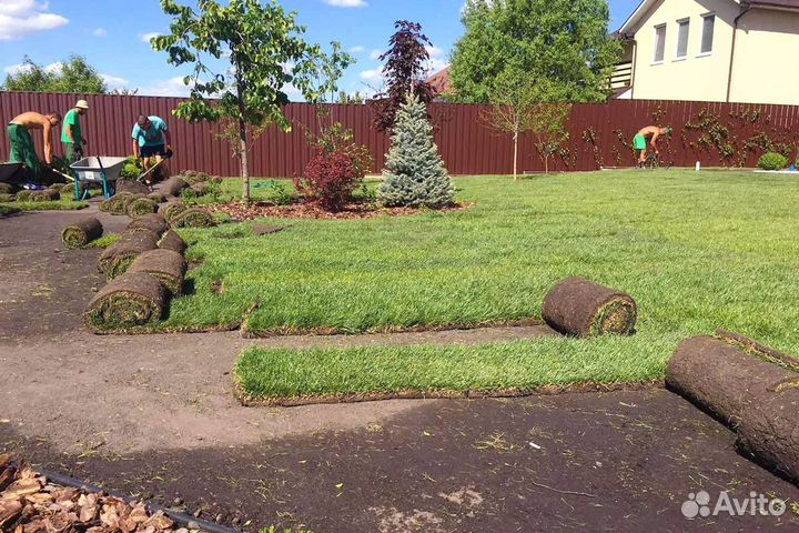 Газон рулонный