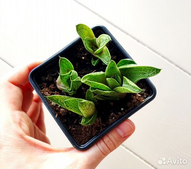 Суккуленты хавортия алоэ синнокрассула эхеверии