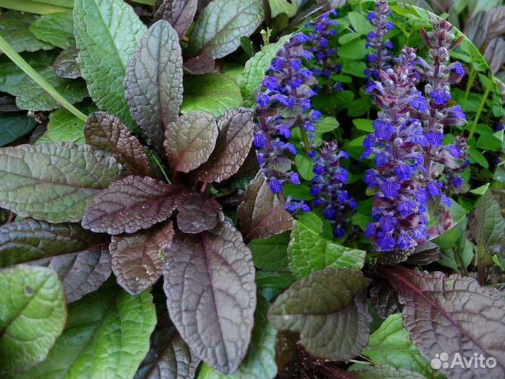 Садовые растения (многолетники)