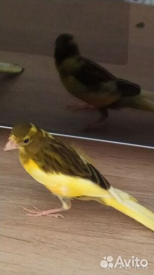 Канарейка, кенар