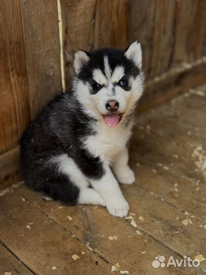 Щенки хаски