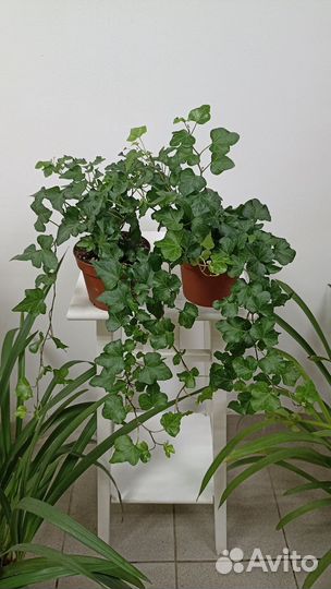 Плющ хедера