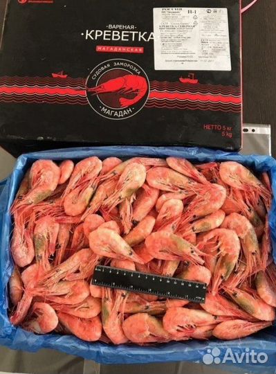 Креветка северная. Магаданская