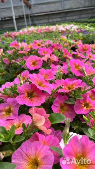 Петуния ампельная