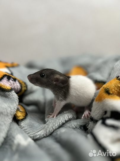 Крысята дамбо