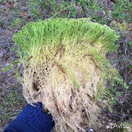 Продам мох