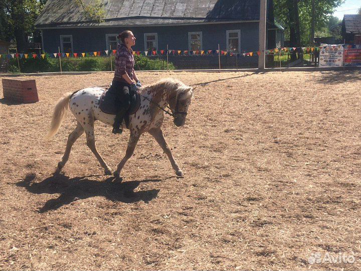 Эксклюзив яркий пони-класс