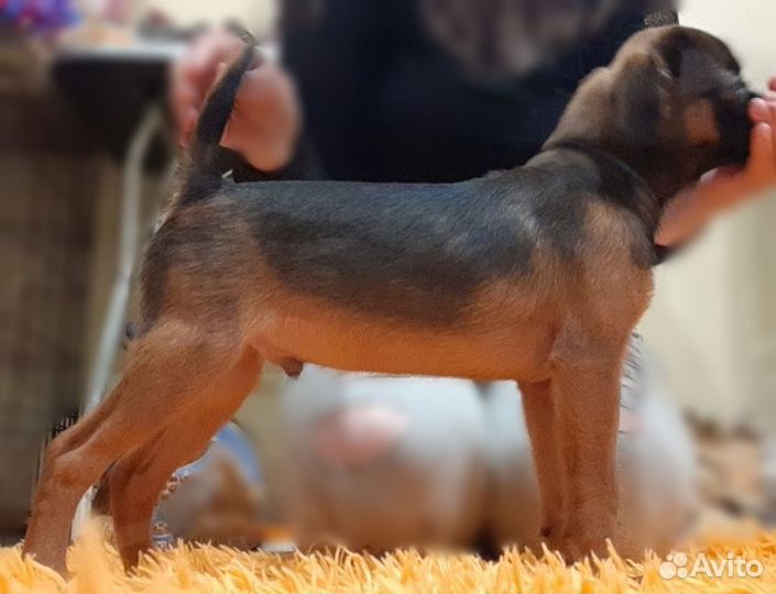 Малый брабансон