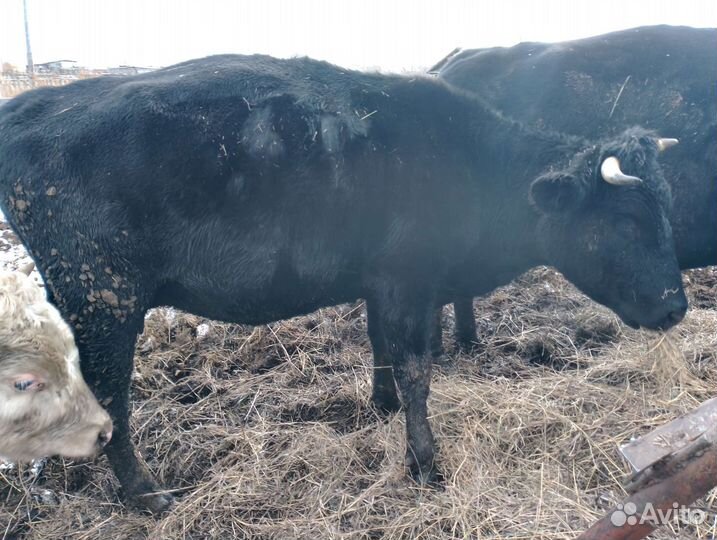 Корова стельная