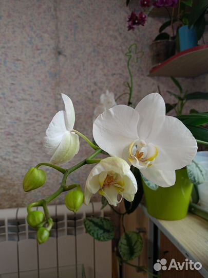 Орхидея фаленопсис