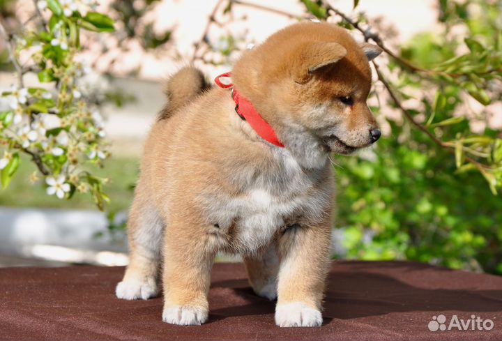 Щенки сиба ину