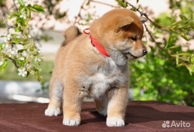 Щенки сиба ину