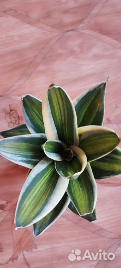 Сансевиерия сортовая