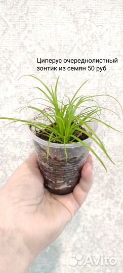 Циперус очереднолистный зонтик