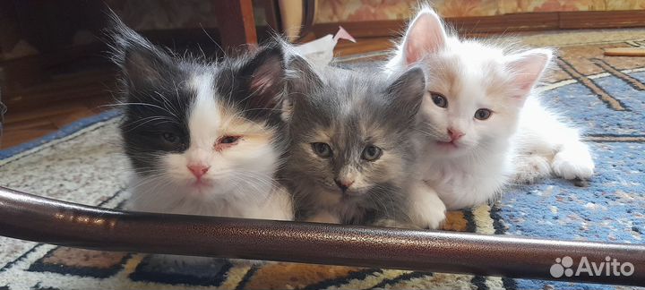 Котята в добрые руки