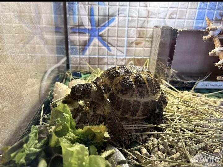 Черепаха сухопутная с террариумом
