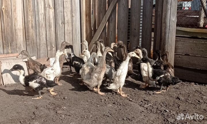 Индийские бегунята