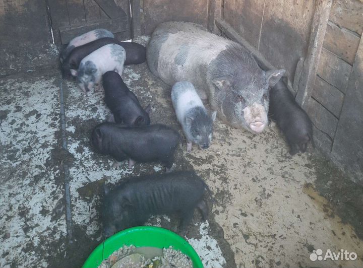 Вьетнамский вислобрюхий поросенок