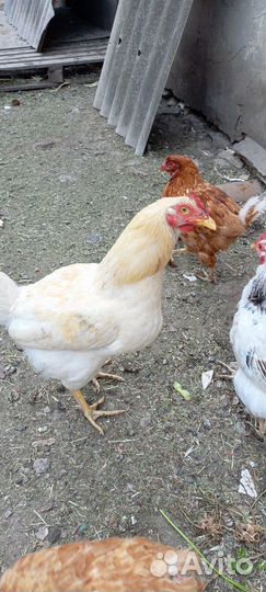 Молодые петухи