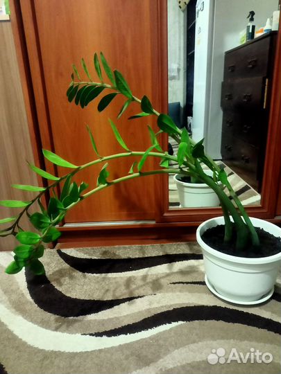 Замиокулькас