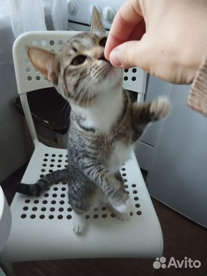 Котенок 6 месяцев девочка