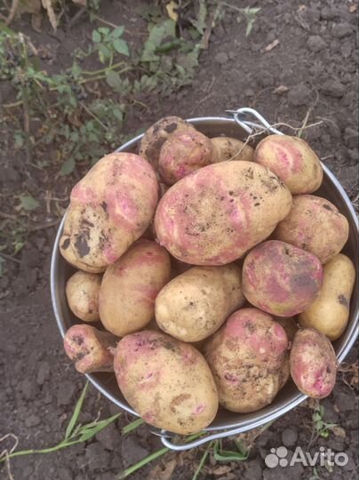 Картофель - Пикассо,Бело-роза,Коломбо с 5-10 авг