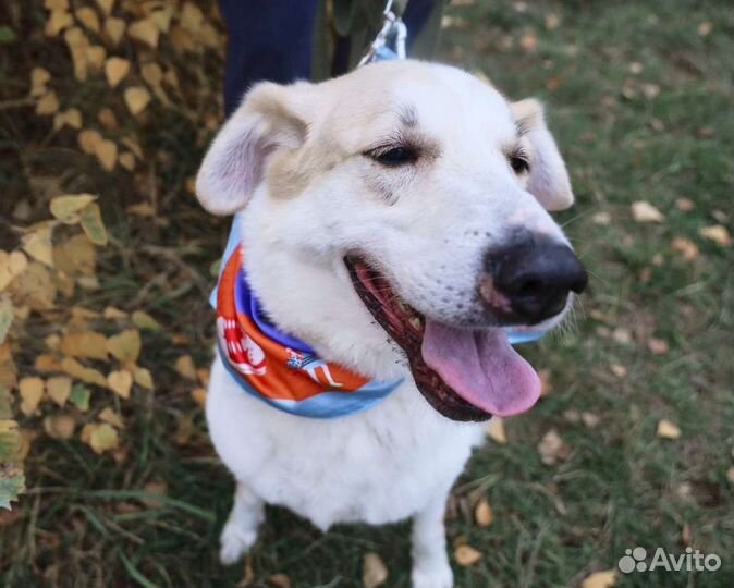 Собака верный друг