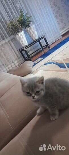 Отдам в добрые руки маленькую кошечку