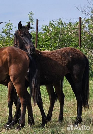 Лошади кобылки