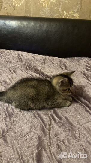 Котенок в добрые руки бесплатно