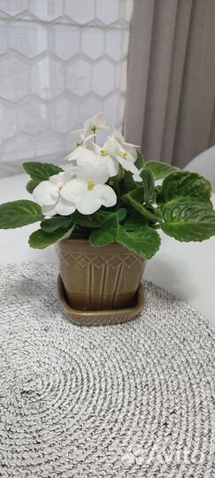 Фиалка белая