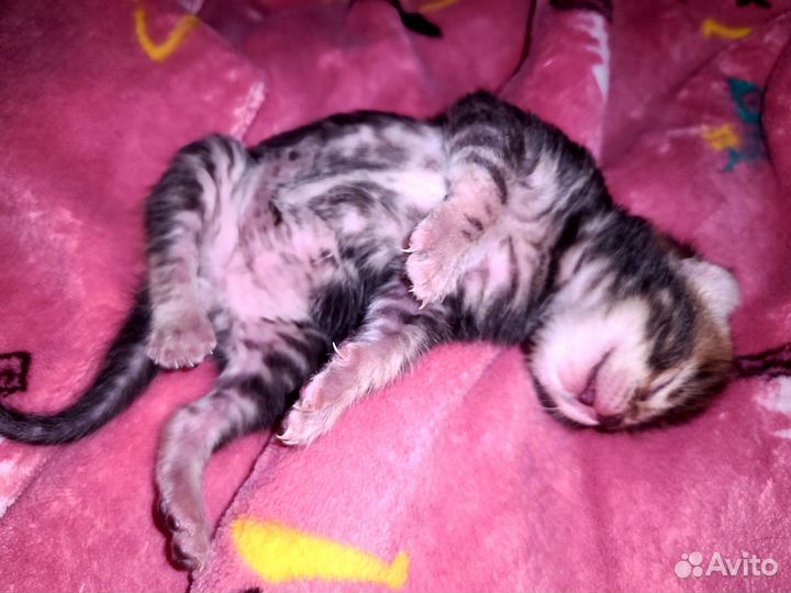 Бенгальские котята