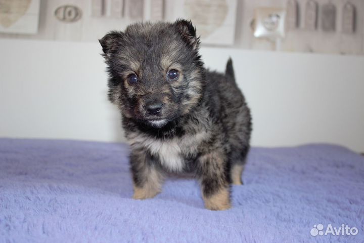 Щенки в добрые руки