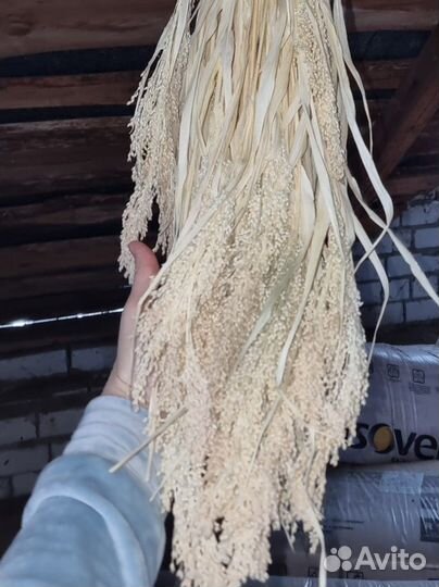 Просо отбеленное сухоцвет