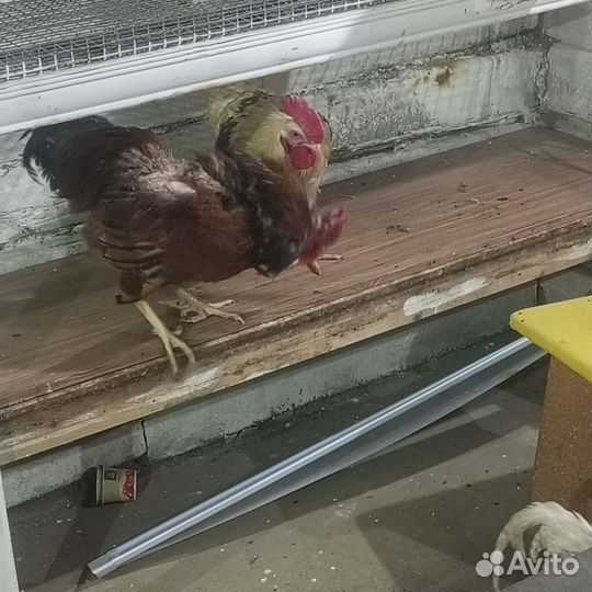 Куры несушки и петухи