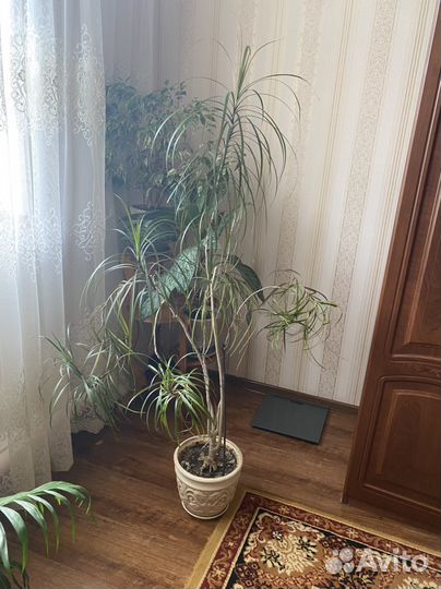 Пальма драцена