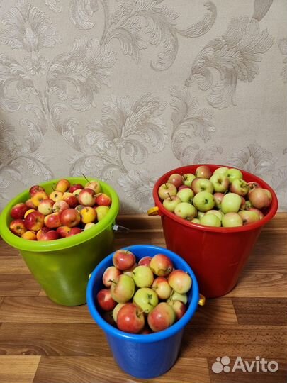 Яблочки и ранетки