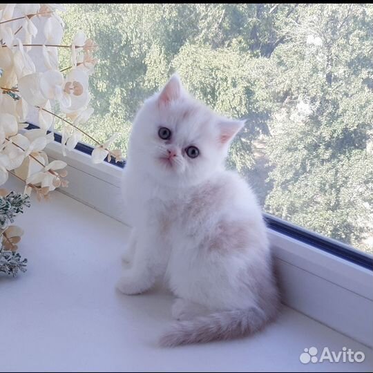 Мальчик экзот