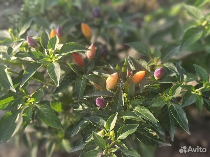 Перец комнатный острый