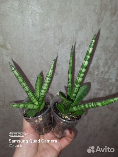 Сансевиерия