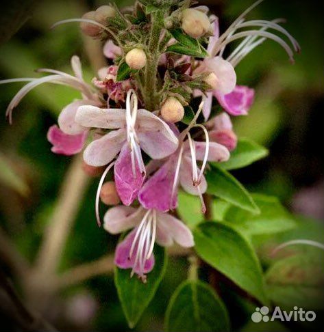 Клеродендрумы (17 сортов)