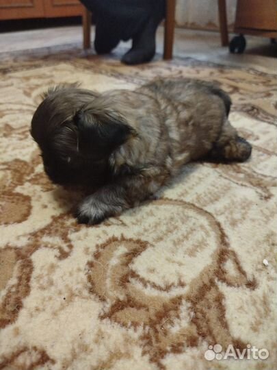 Щенки мопса