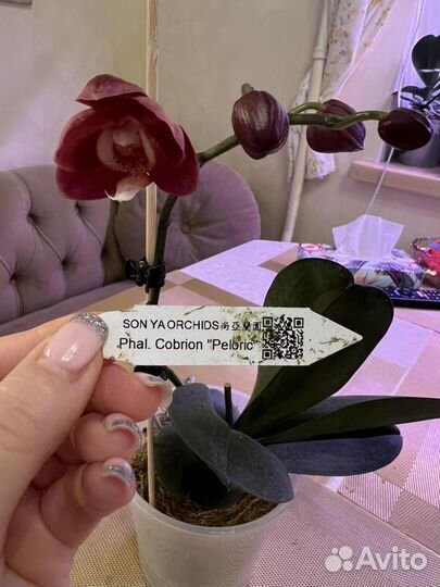 Орхидея Cobrion peliric Sonya