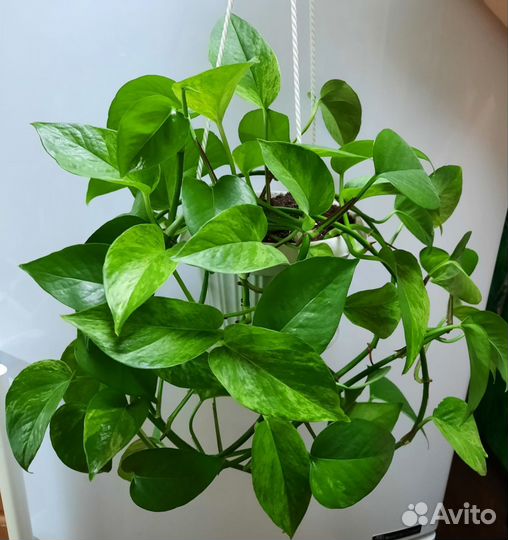 Сциндапсус