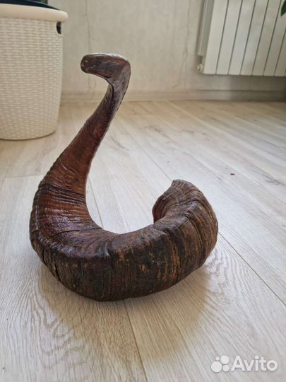 Рог горного барана